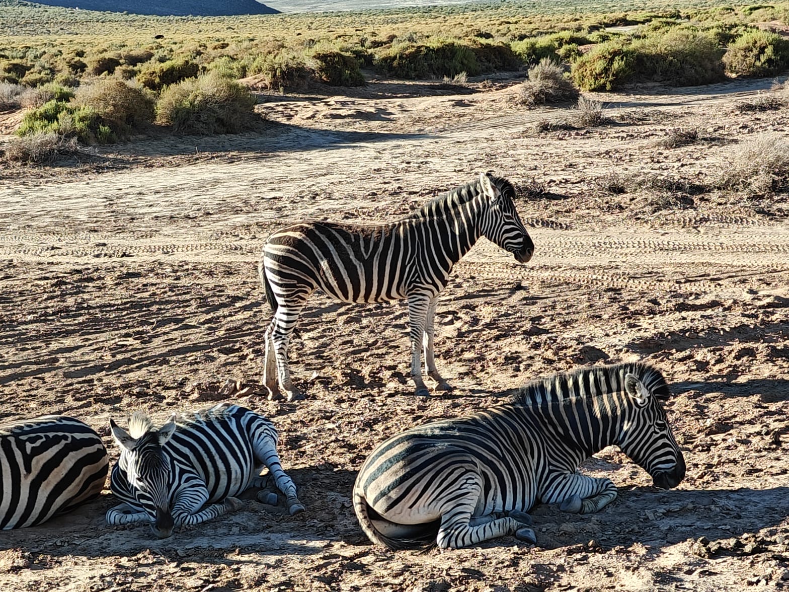 Aquila Game Reserve - Safari 10